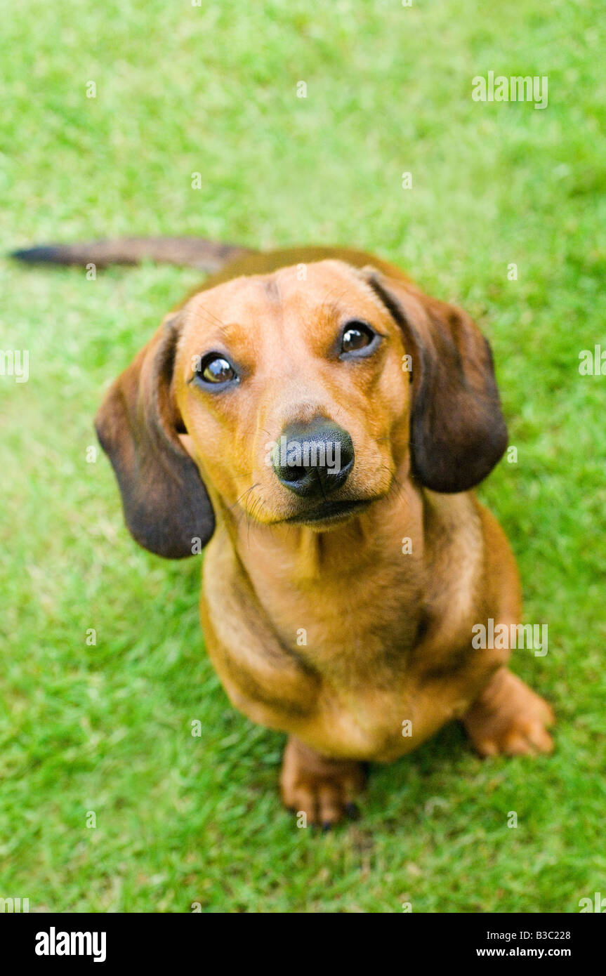 Un Teckel chien regardant la caméra Banque D'Images