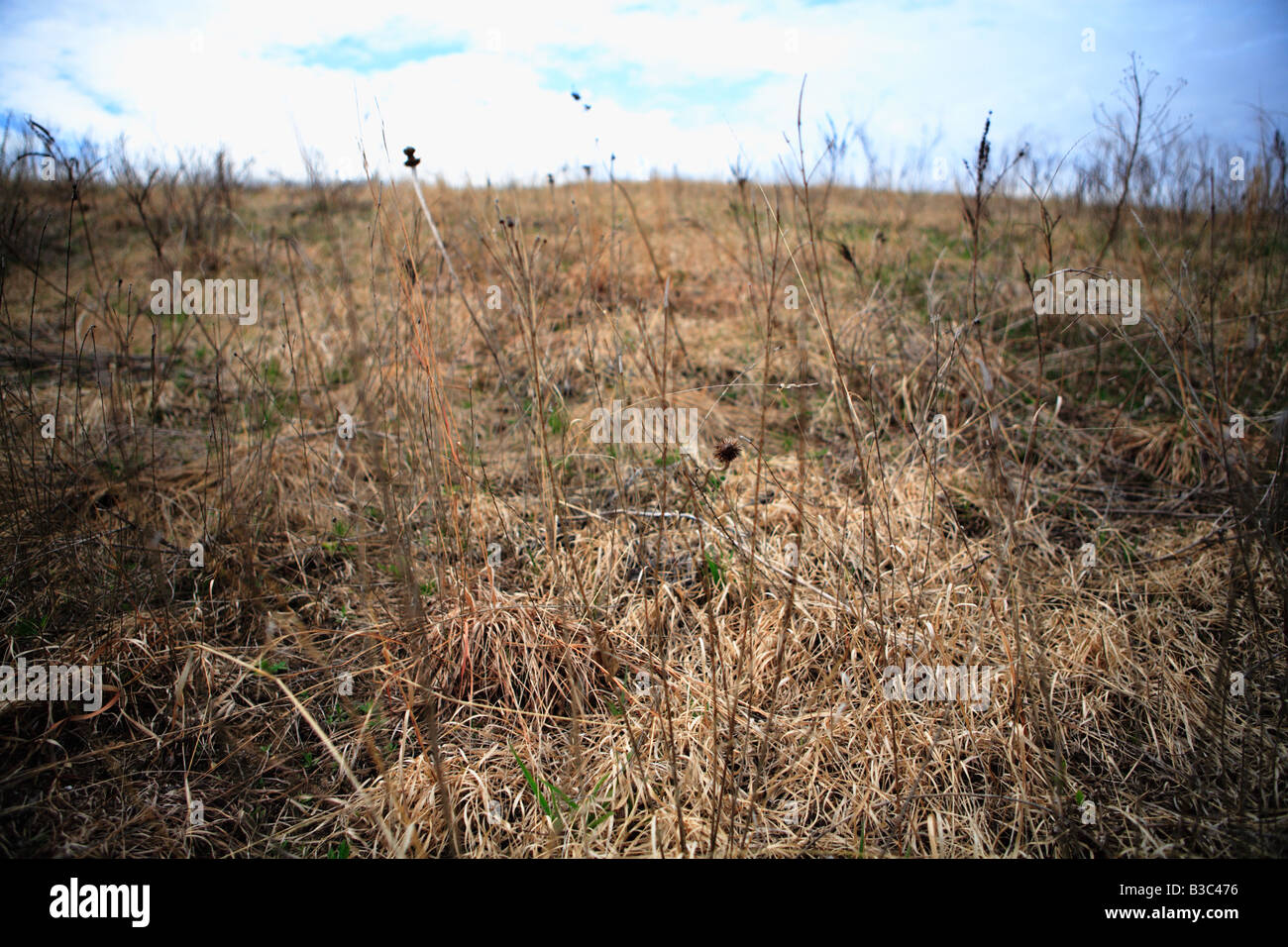 Herbes DES PRAIRIES APRÈS LA SAISON D'HIVER AU NORD DE L'ILLINOIS USA Banque D'Images