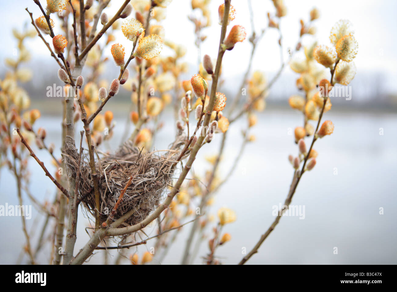 Nid de l'OISEAU ET LA FLORAISON WILLOW SALIX BICOLOR SUCCURSALES AU DÉBUT DU PRINTEMPS DANS LE NORD DE L'ILLINOIS USA Banque D'Images