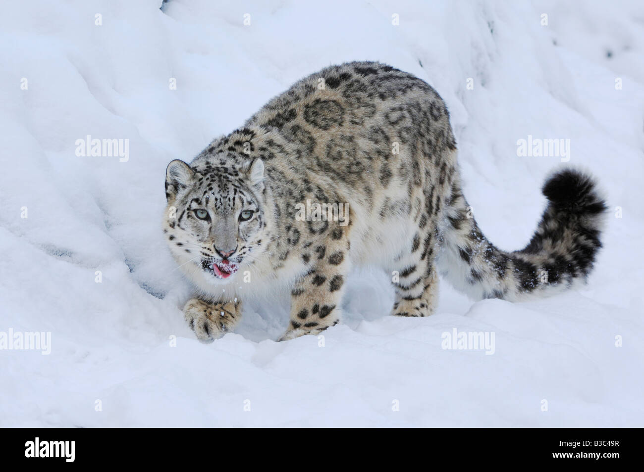 Léopard des neiges (Uncia uncia), des profils dans la neige, captive, Suisse Banque D'Images
