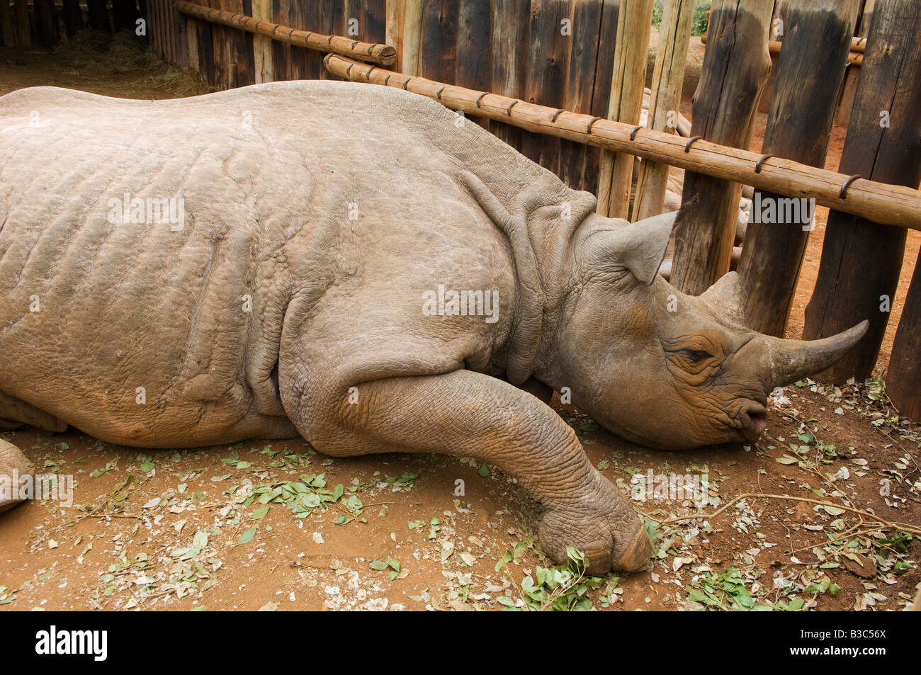 Kenya, Nairobi, David Sheldrick Wildlife Trust. Orphelins d'un rhinocéros noir repose dans son composé à l'David Sheldrick Wildlife Trust, où il va grandir et rassembler des forces avant d'être relâché dans la nature. Banque D'Images
