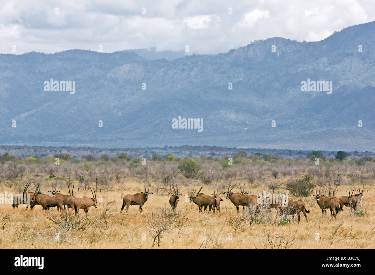Au Kenya, le parc national de Tsavo Ouest. Un troupeau d'oryx à longues franges sur les plaines arides de l'Ouest de Tsavo National Park avec le tape montagne dominant le paysage. Banque D'Images