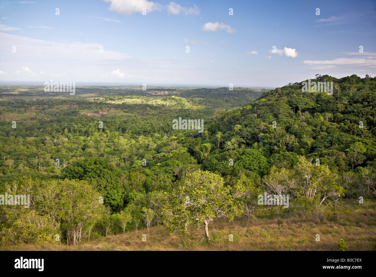 Kenya, district de Kwale, Shimba Hills. Une partie de la forêt côtière autochtone sur le site Shimba Hills, au sud de Mombasa, avec l'océan Indien dans le lointain. Banque D'Images