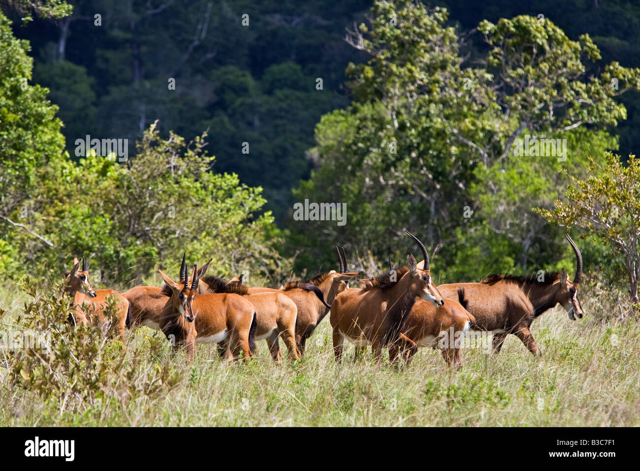 Kenya, district de Kwale, Shimba Hills. Un troupeau d'hippotrague (Hippotragus niger) dans les collines de Shimba, au sud de Mombasa. Cette population de Sable est classé en danger par l'UICN. Banque D'Images