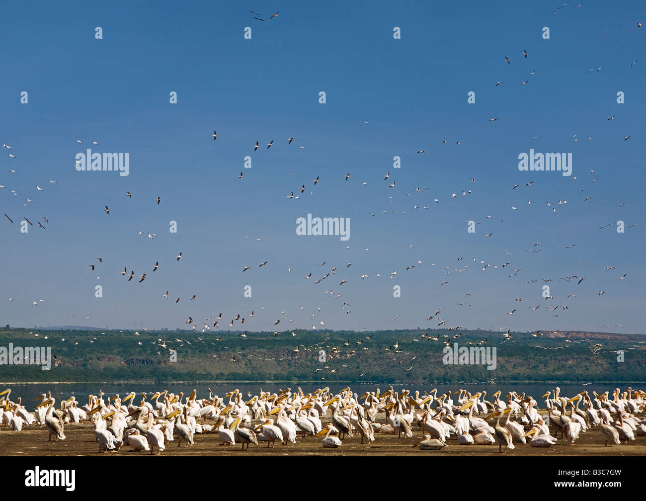 Kenya, Nakuru, le Parc National de Nakuru. Des troupeaux de grands pélicans blancs au bord du lac Nakuru dans le Parc National de Nakuru. Banque D'Images