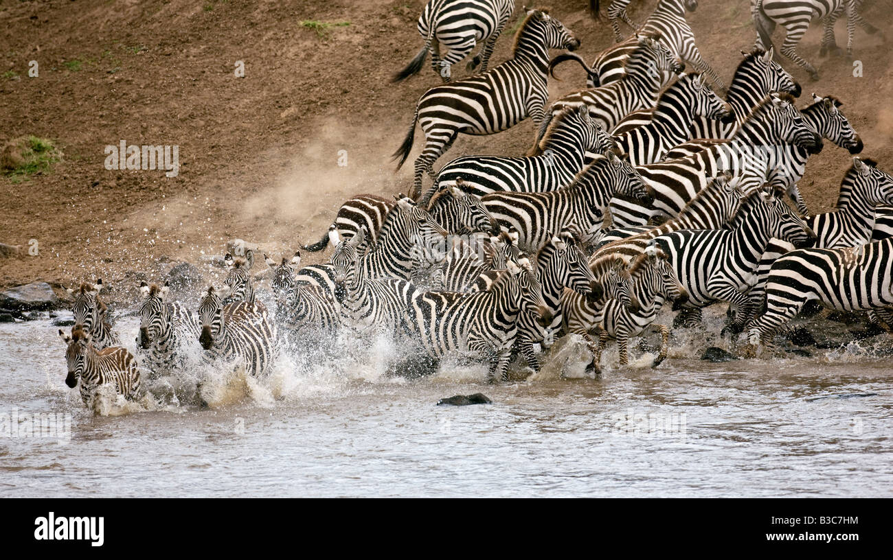 Masai Mara, Kenya, Masai Mara. Un troupeau de zèbres commun (Equus quagga) panique à la rivière Mara. Banque D'Images