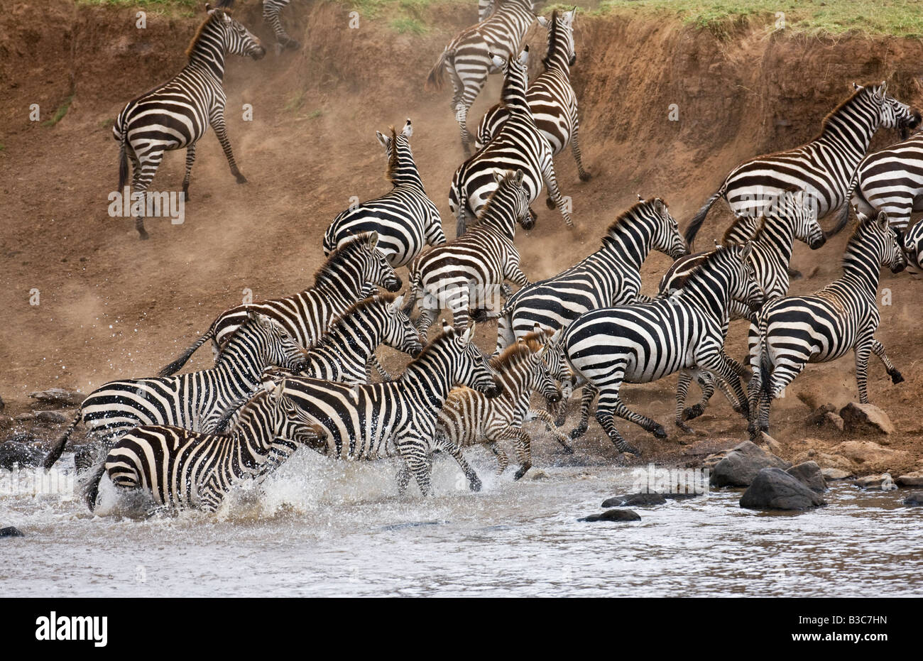 Masai Mara, Kenya, Masai Mara. Un troupeau de zèbres commun (Equus quagga) panique à la rivière Mara. Banque D'Images