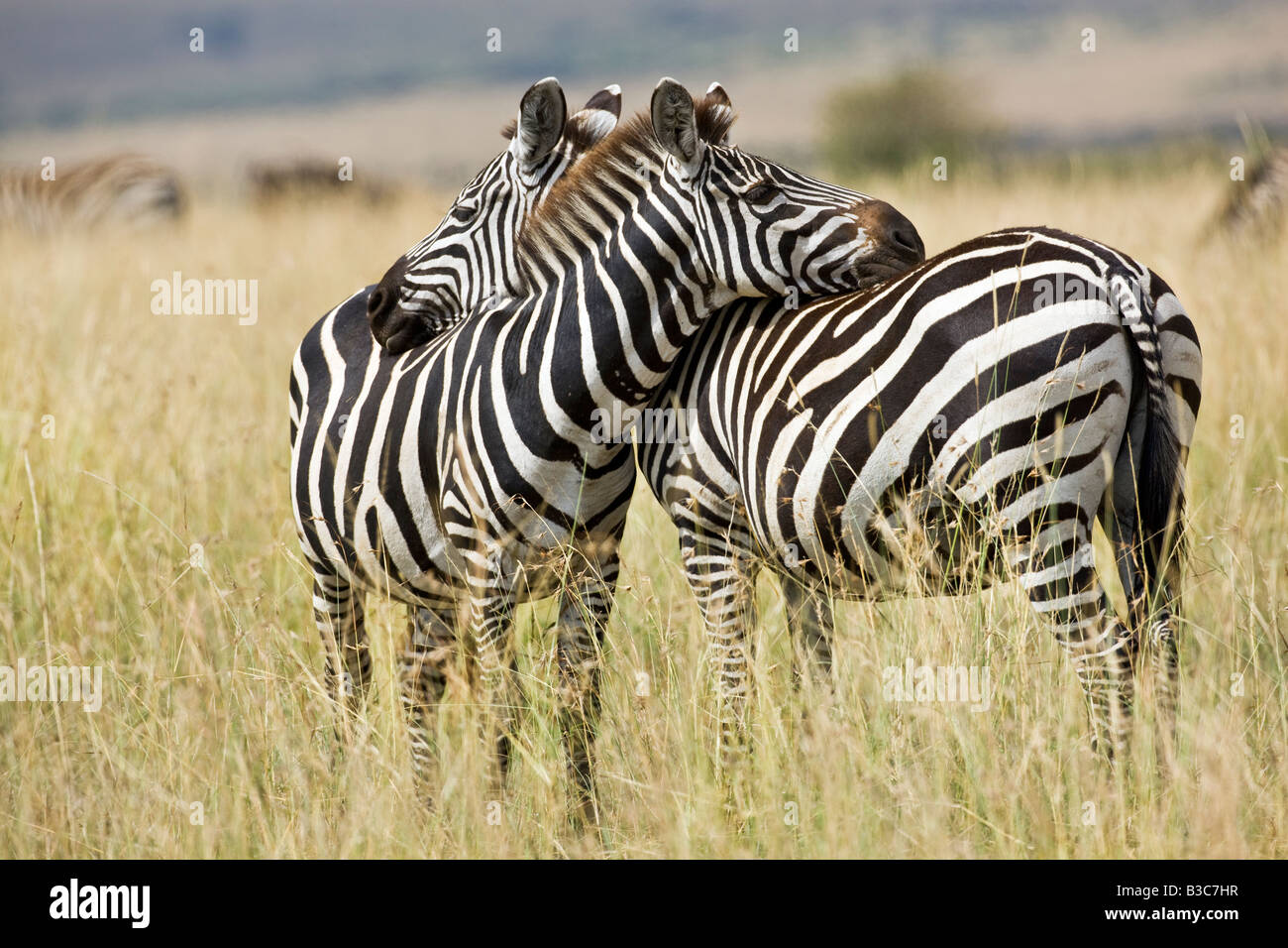 Masai Mara, Kenya, Masai Mara. Deux zèbres commun (Equus quagga) reste de leurs têtes sur leurs dos. Banque D'Images