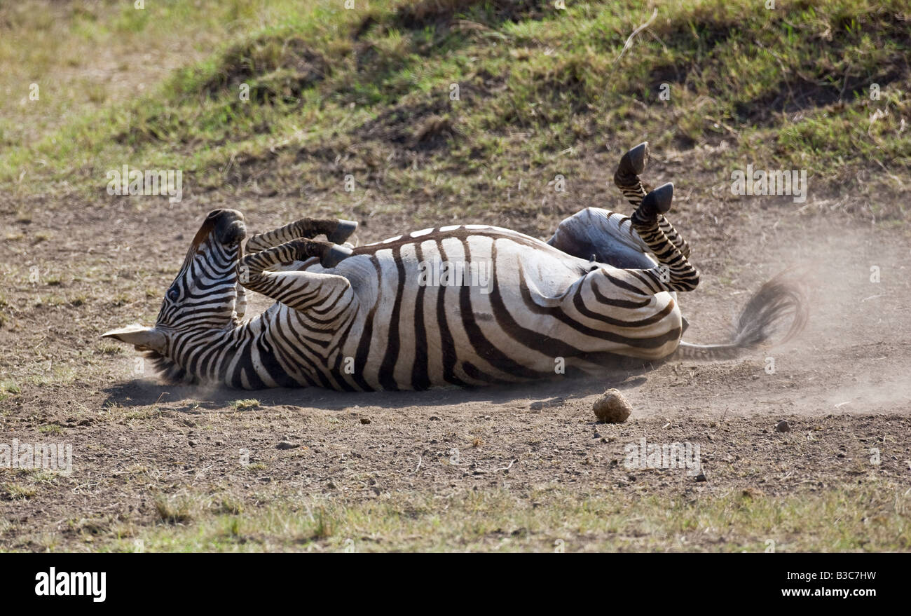 Masai Mara, Kenya, Masai Mara. Un zèbre (Equus quagga) roule dans la poussière pour se protéger contre les parasites et les insectes piqueurs. Banque D'Images