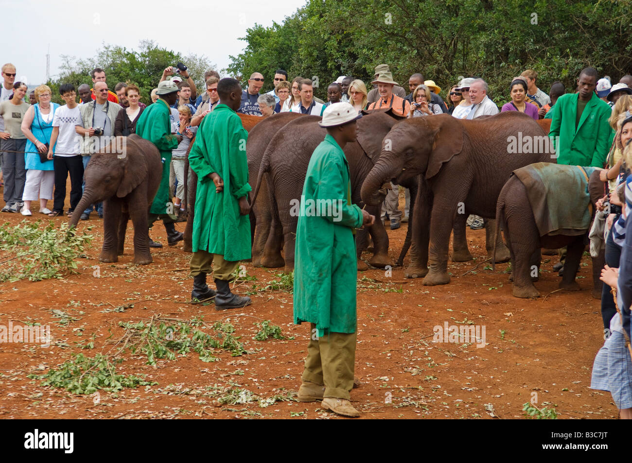 Kenya, Nairobi, David Sheldrick Wildlife Trust. Les touristes regarder éléphants orphelins profiter de leur bain de boue sous l'œil attentif de leurs maîtres Africains. Banque D'Images