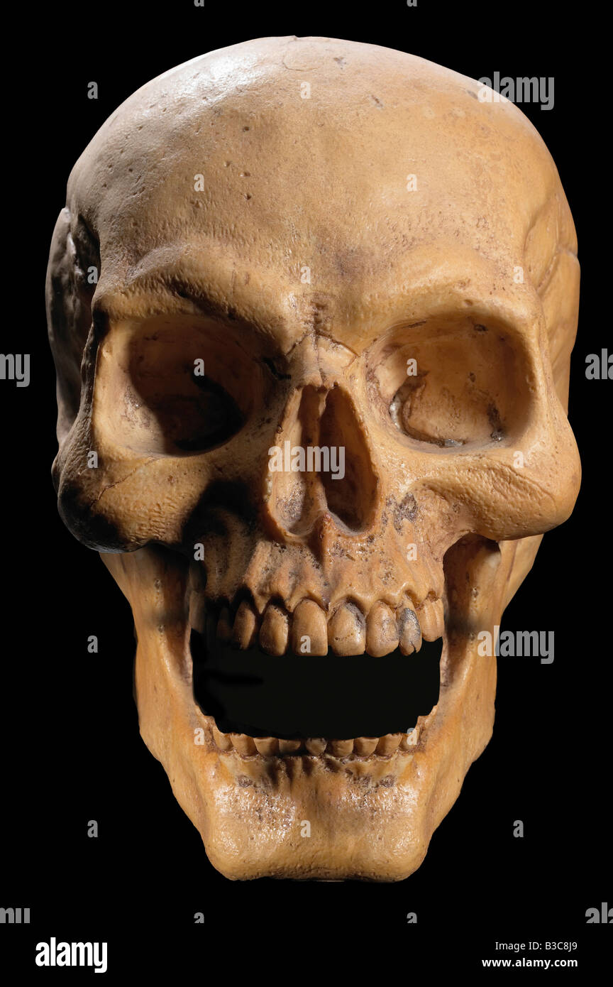 Détail du crâne squelette Banque D'Images