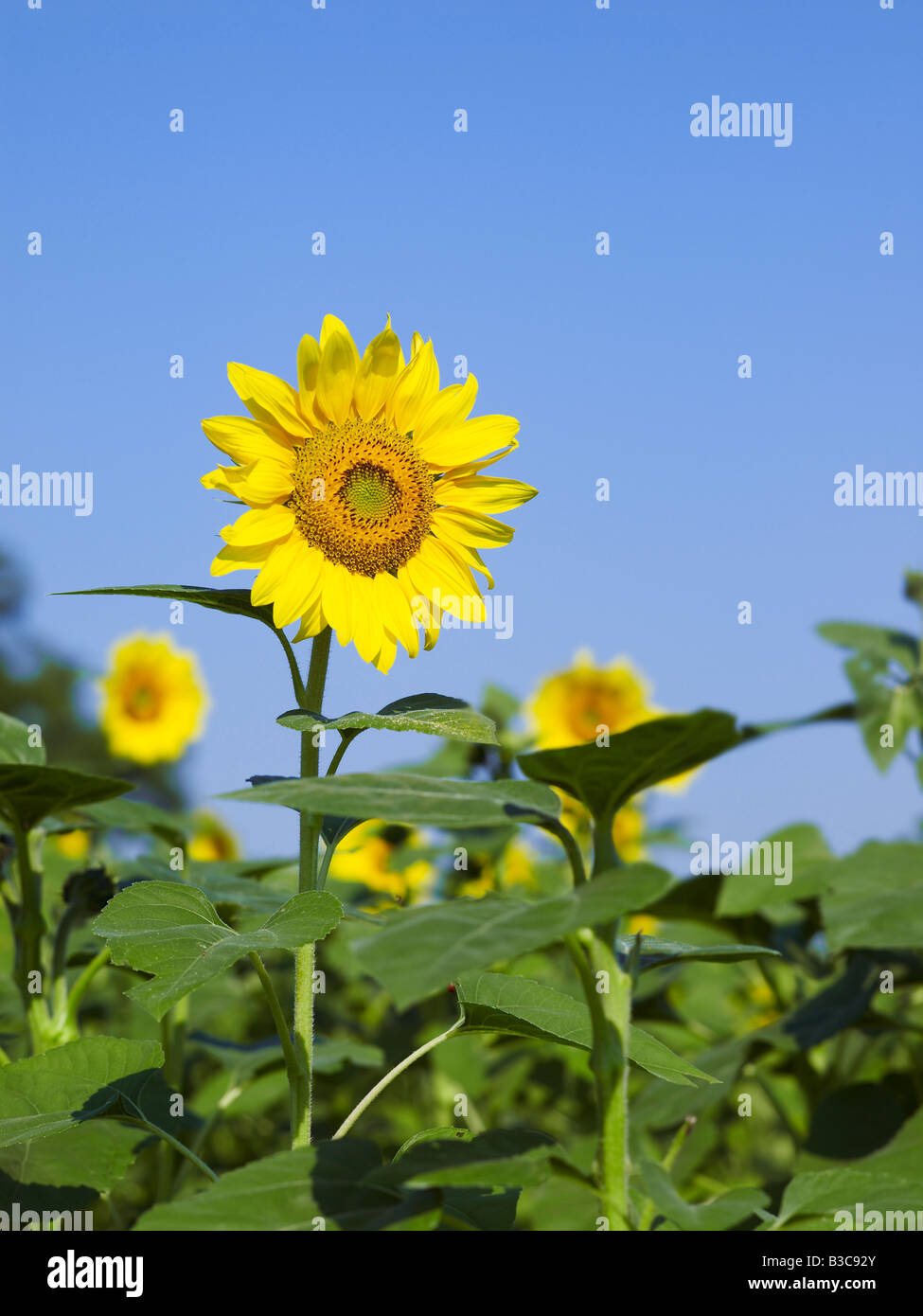 Détail de fleurs de tournesol en champ avec beaucoup d'autres Tournesols Banque D'Images