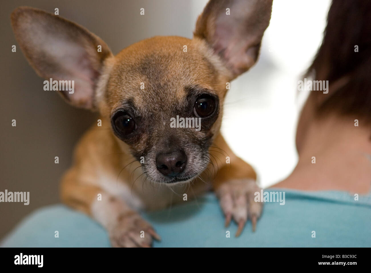 Chihuahua nerveux s'accroche à l'épaule de son maître en étant maintenu Banque D'Images