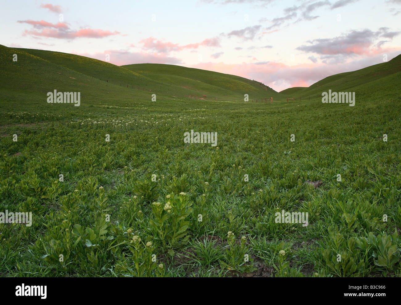 Les verts pâturages et collines avec un ciel de coucher du soleil. Banque D'Images