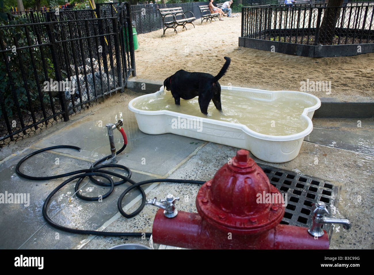 Dog Fire Hydrant Photos Dog Fire Hydrant Images Alamy