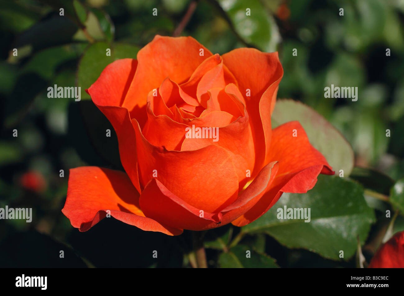 Rose de couleur orange au Rose Garden, Julia Davis Park, Boise Banque D'Images