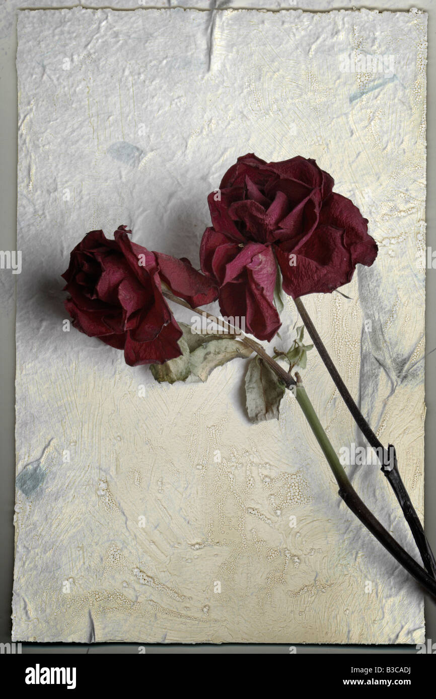 Roses rouges tristes. Banque D'Images