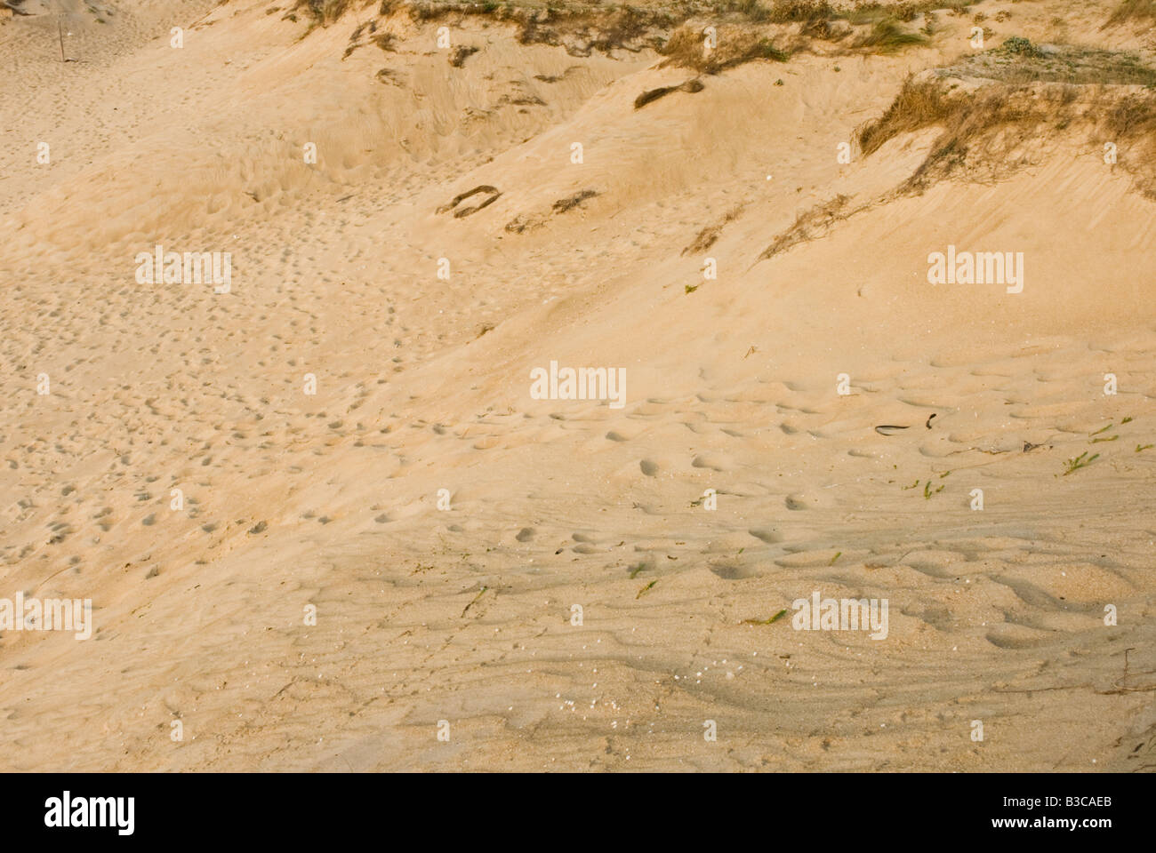 Des empreintes de pas dans le sable sur le bord d'une dune de sable de la côte. Banque D'Images