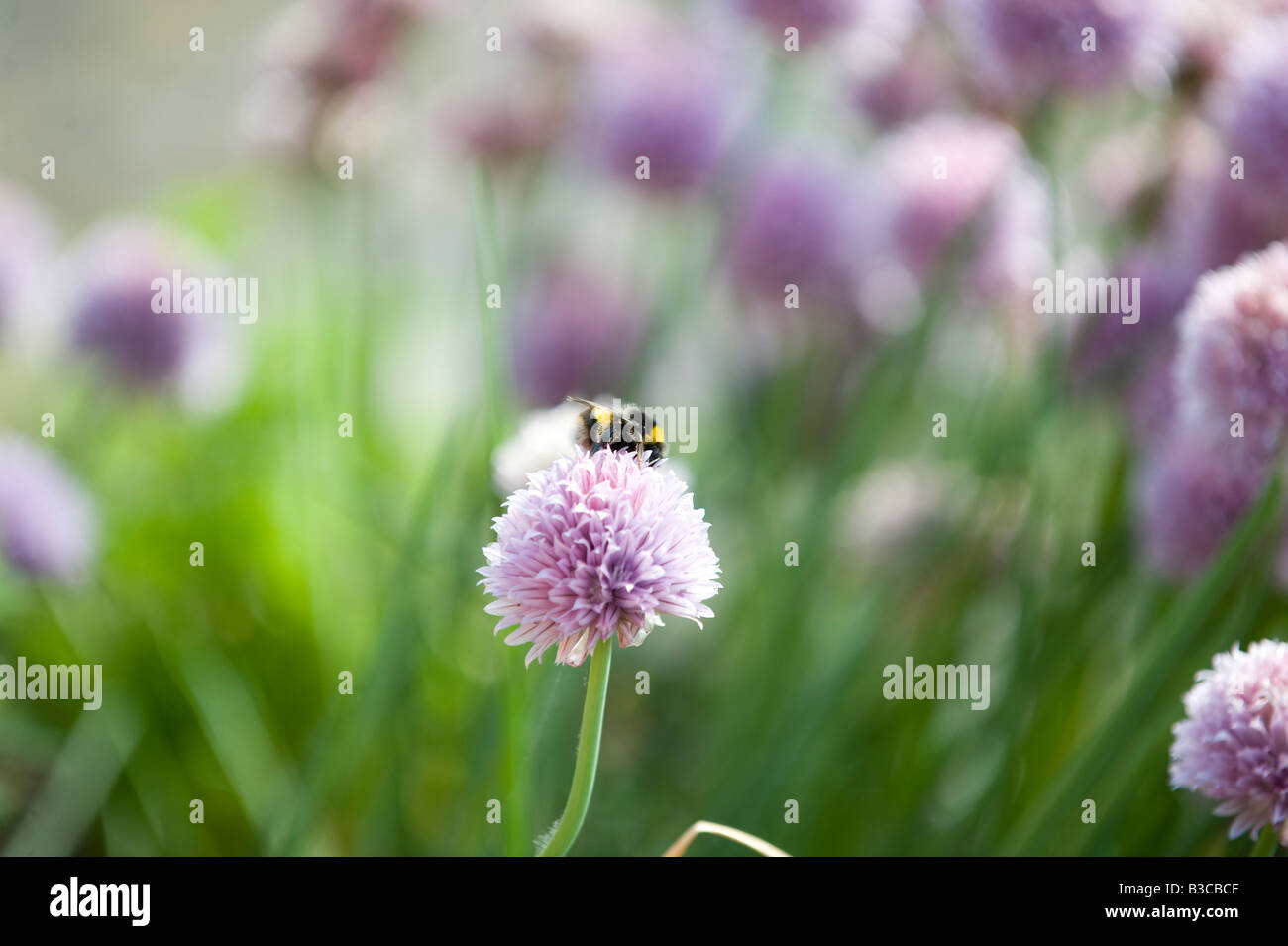 Une abeille se nourrit de la ciboulette en fleur dans un jardin anglais en été Banque D'Images