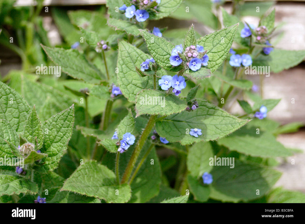 Orcanette vert, Pentaglottis sempervirens, UK Banque D'Images