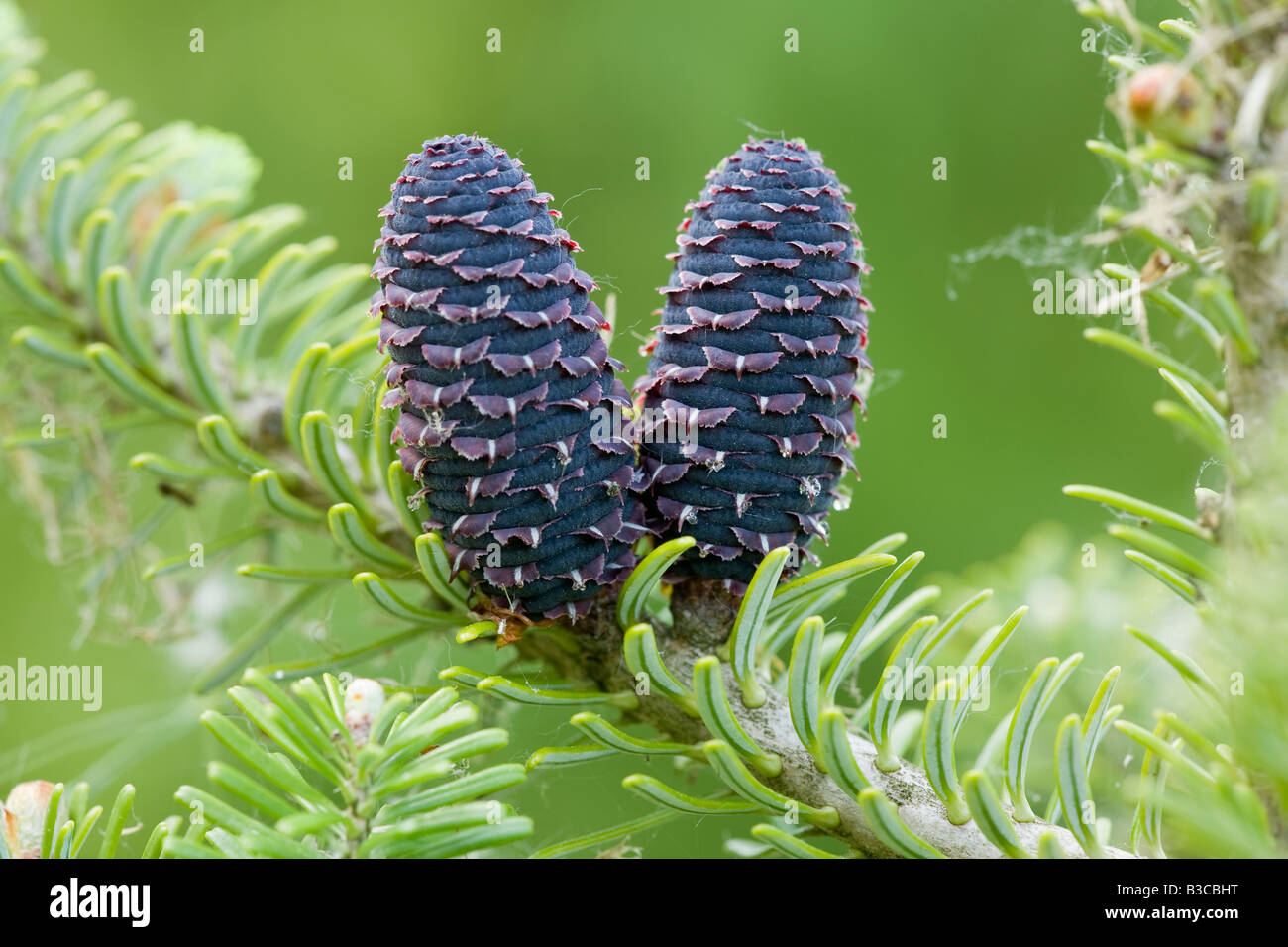 Abies koreana sapin-cone Banque D'Images