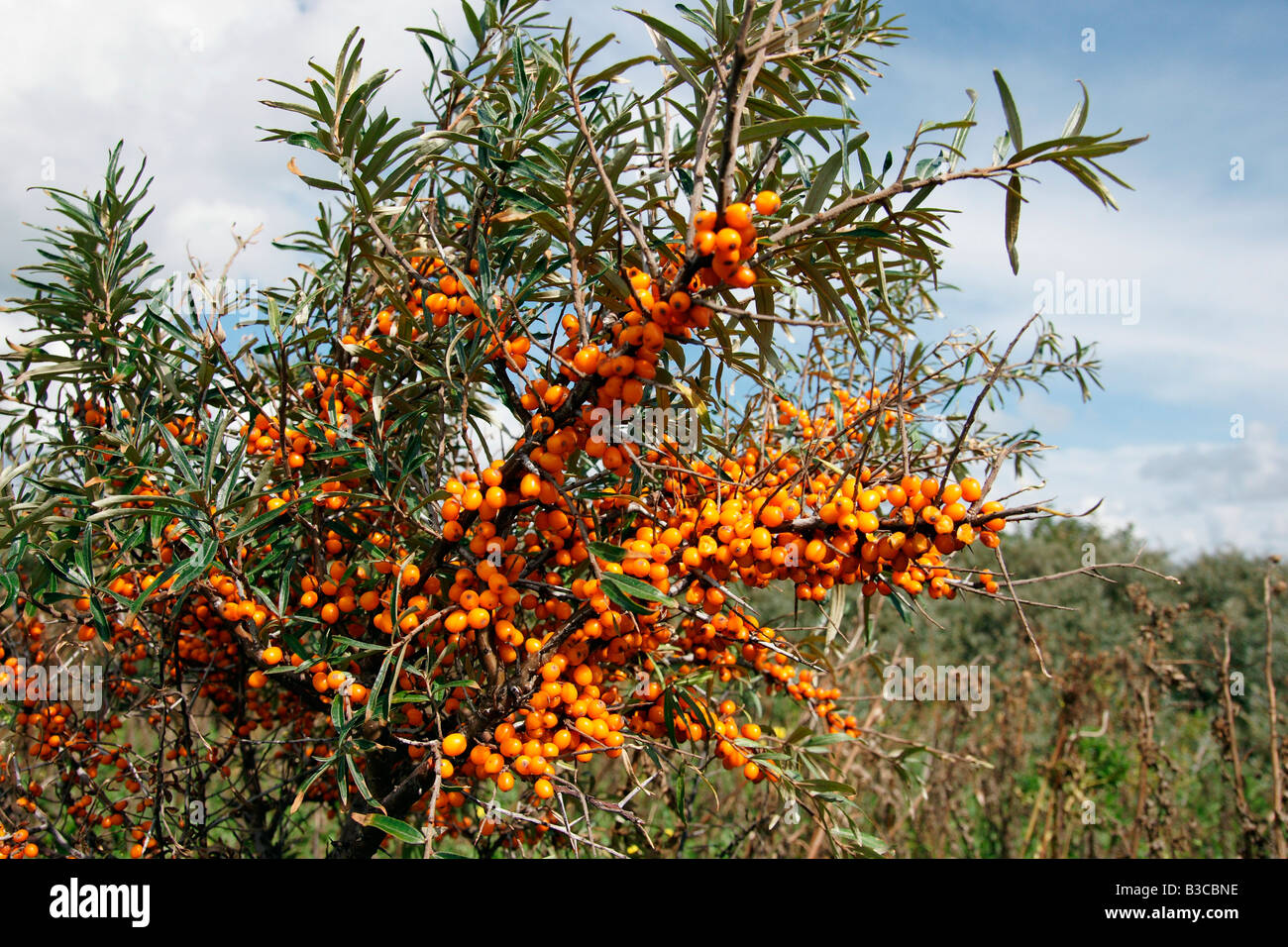 Tsetsalulu Argousier arbuste bush baies orange plage de sable de mer de plus en plus de la direction générale des Pays-Bas Banque D'Images