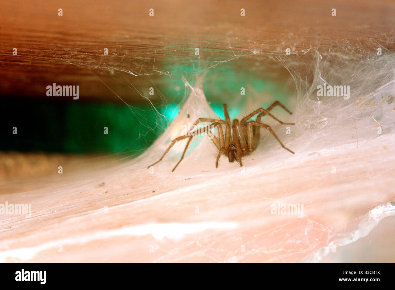 Chambre Spider, Tegenaria gigantea, assis dans l'entonnoir retraite tubulaire de ses feuilles denses en attente de web proie, UK Banque D'Images