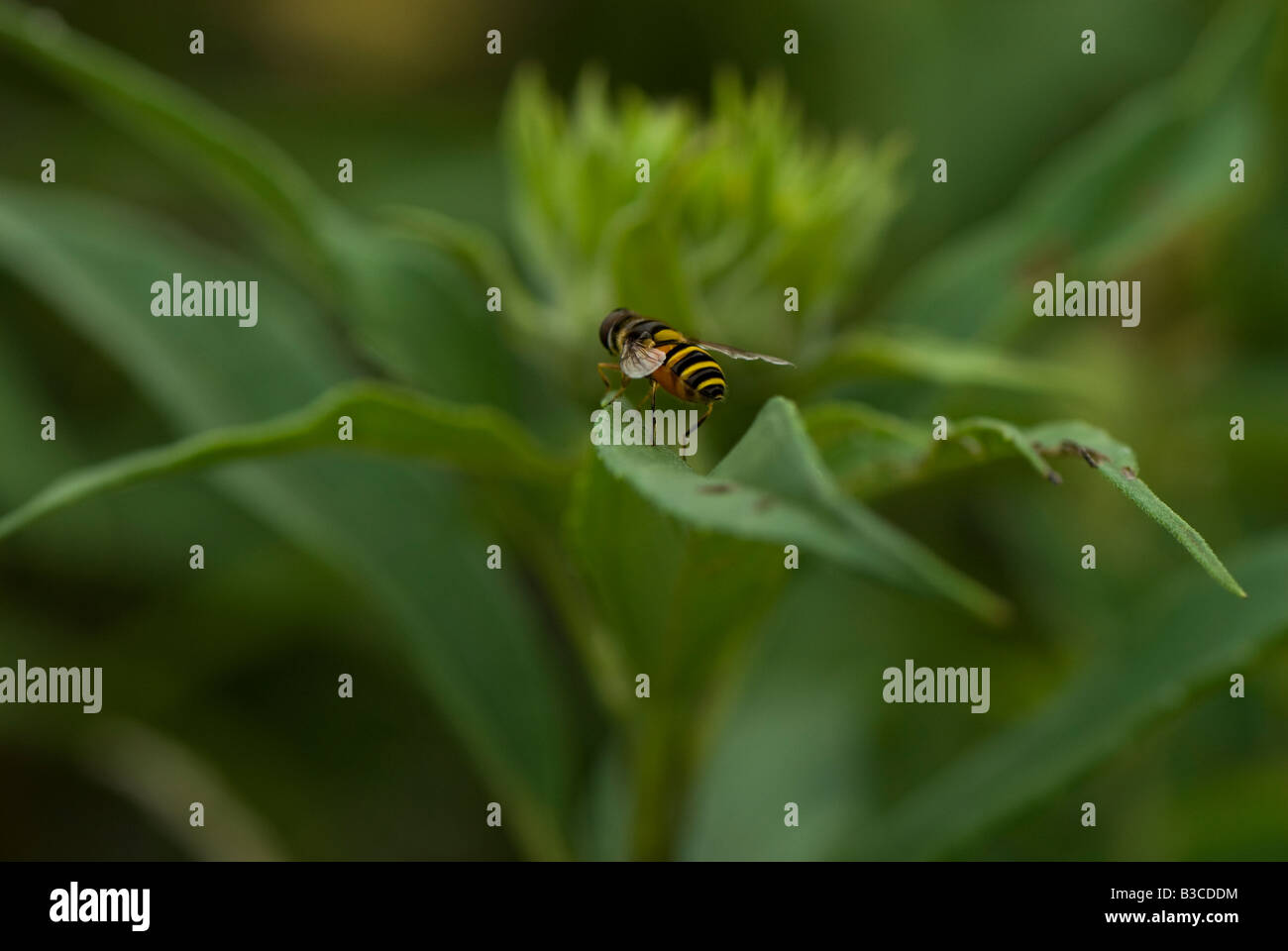 Petit fly assis sur les feuilles des plantes des prairies. Banque D'Images