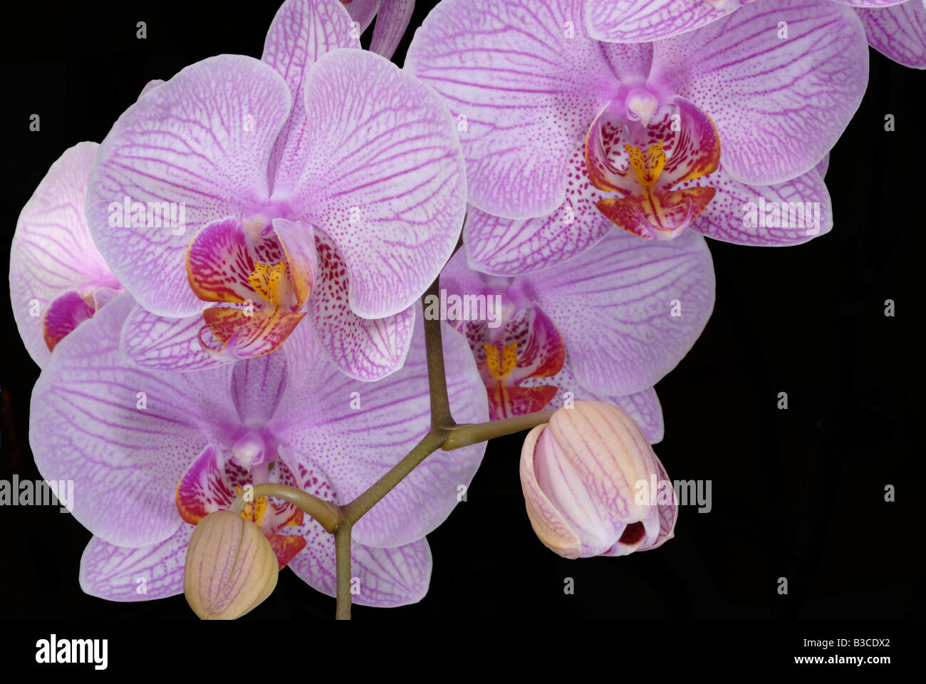 Une tige fleurie avec cinq fleurs orchidée Phalaenopsis ouvert et deux bourgeons Banque D'Images