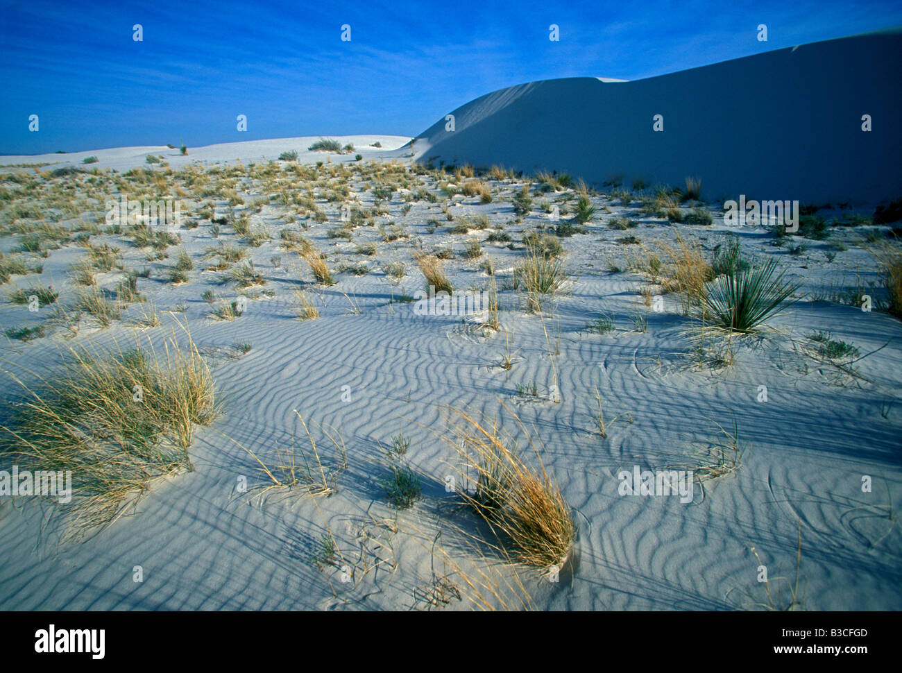 White Sands National Monument, le bassin de Tularosa, terres publiques, Alamogordo, New Mexico, United States, Amérique du Nord Banque D'Images