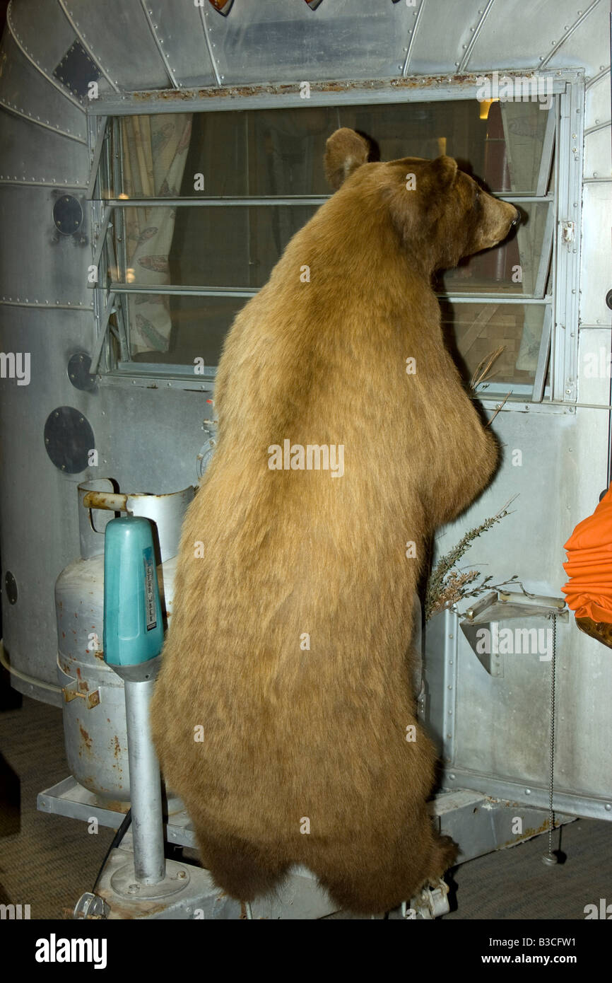 Ours en peluche à la recherche en camping-fenêtre dans le Bass Pro store à Los Vegas NV Banque D'Images