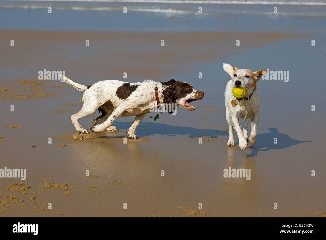 Springer Spaniel anglais et Jack Russell Terrier qui s'exécutent sur la plage de Cromer, sur la côte nord de Norfolk Banque D'Images