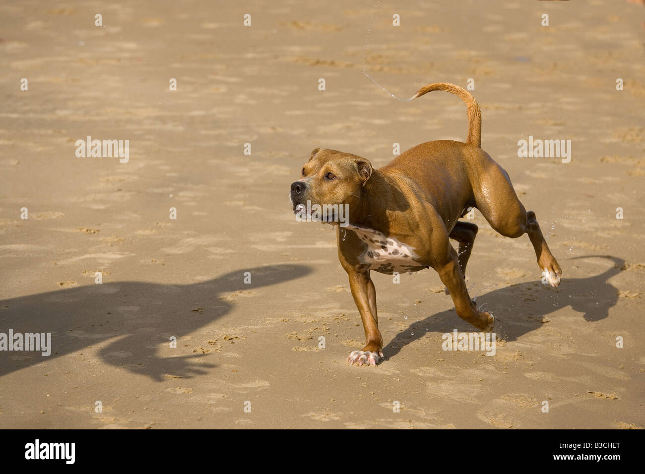 Staffordshire Bull Terrrier running on Beach Banque D'Images