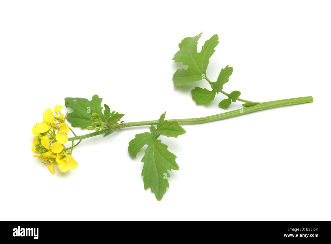 Plante médicinale moutarde jaune moutarde blanche Sinapis alba alba Brasscia Banque D'Images
