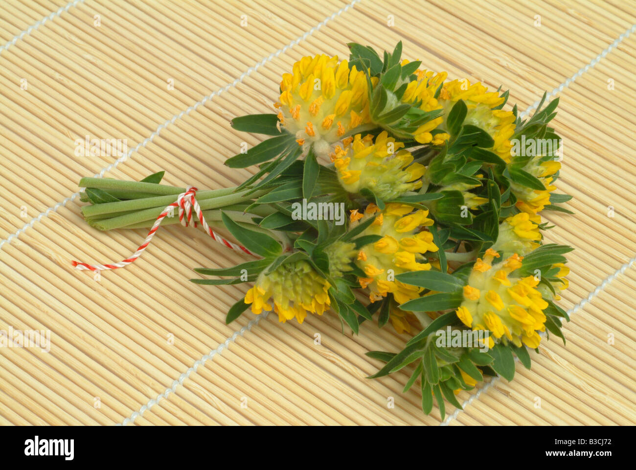 Commune de plantes médicinales Kidneyvetch Vesce Rein Ladie s Woundwort Anthyllis vulneraria les doigts Banque D'Images