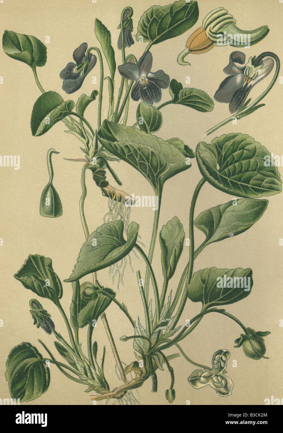 Image chromo historique de 1880 plante médicinale violette Viola odorata  Viola Mammola Photo Stock - Alamy