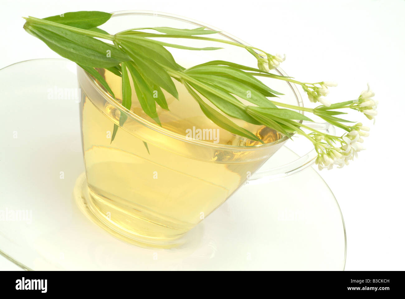 Plateau fait de Sweet woodruff plateau herbtea woodrufftea médicinales Galium odoratum asperula odorata Caglio te oderoso Banque D'Images