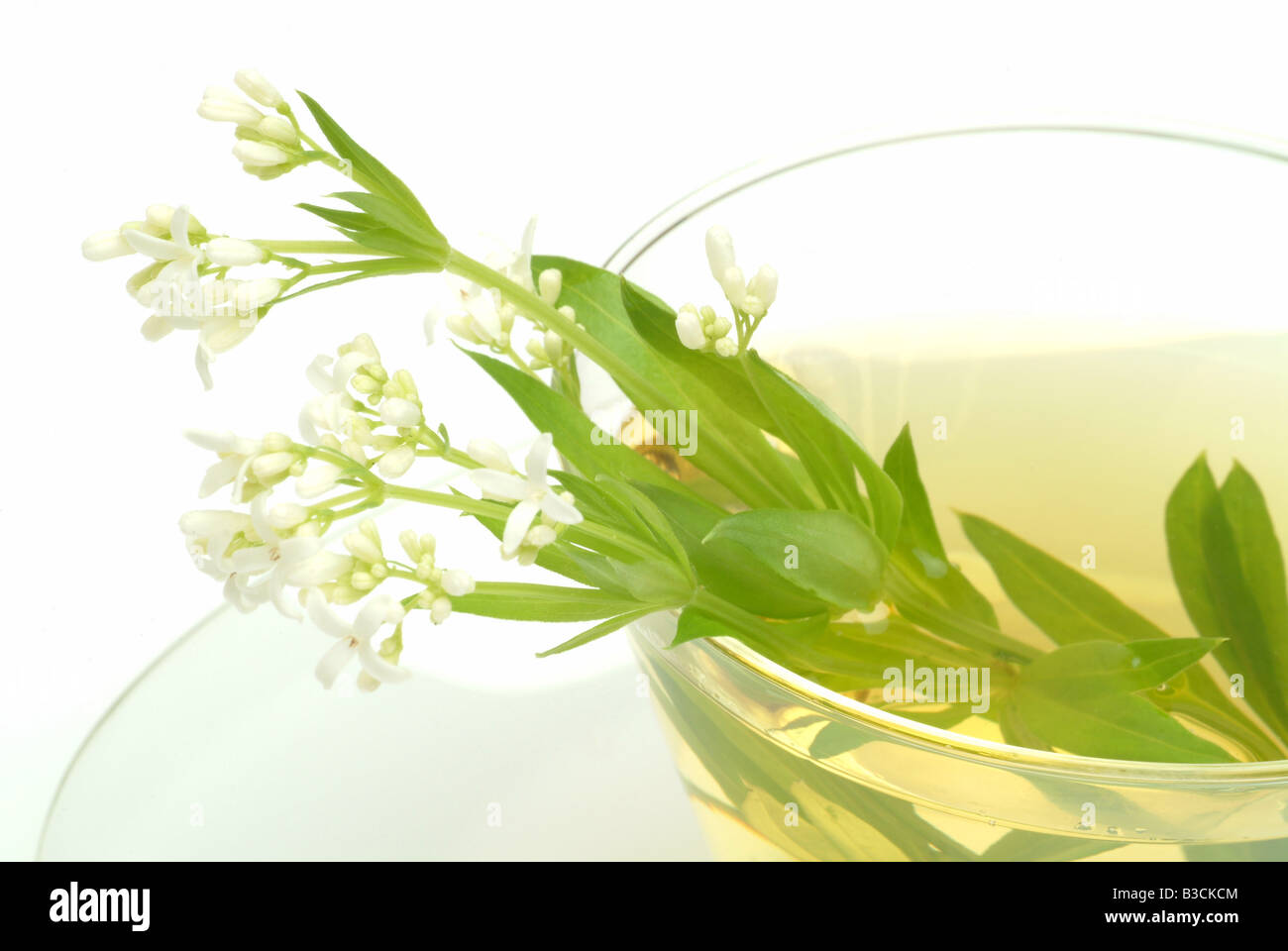 Plateau fait de Sweet woodruff plateau herbtea woodrufftea médicinales Galium odoratum asperula odorata Caglio te oderoso Banque D'Images