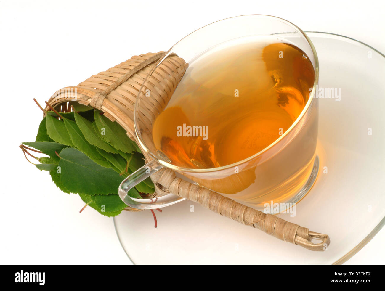 Betula pendula bouleau verruqueux bouleau médicinales plantes médicinales les feuilles d'arbre de thé BETULLA VERRUCOSA Barancio te Bidollo infuso Banque D'Images