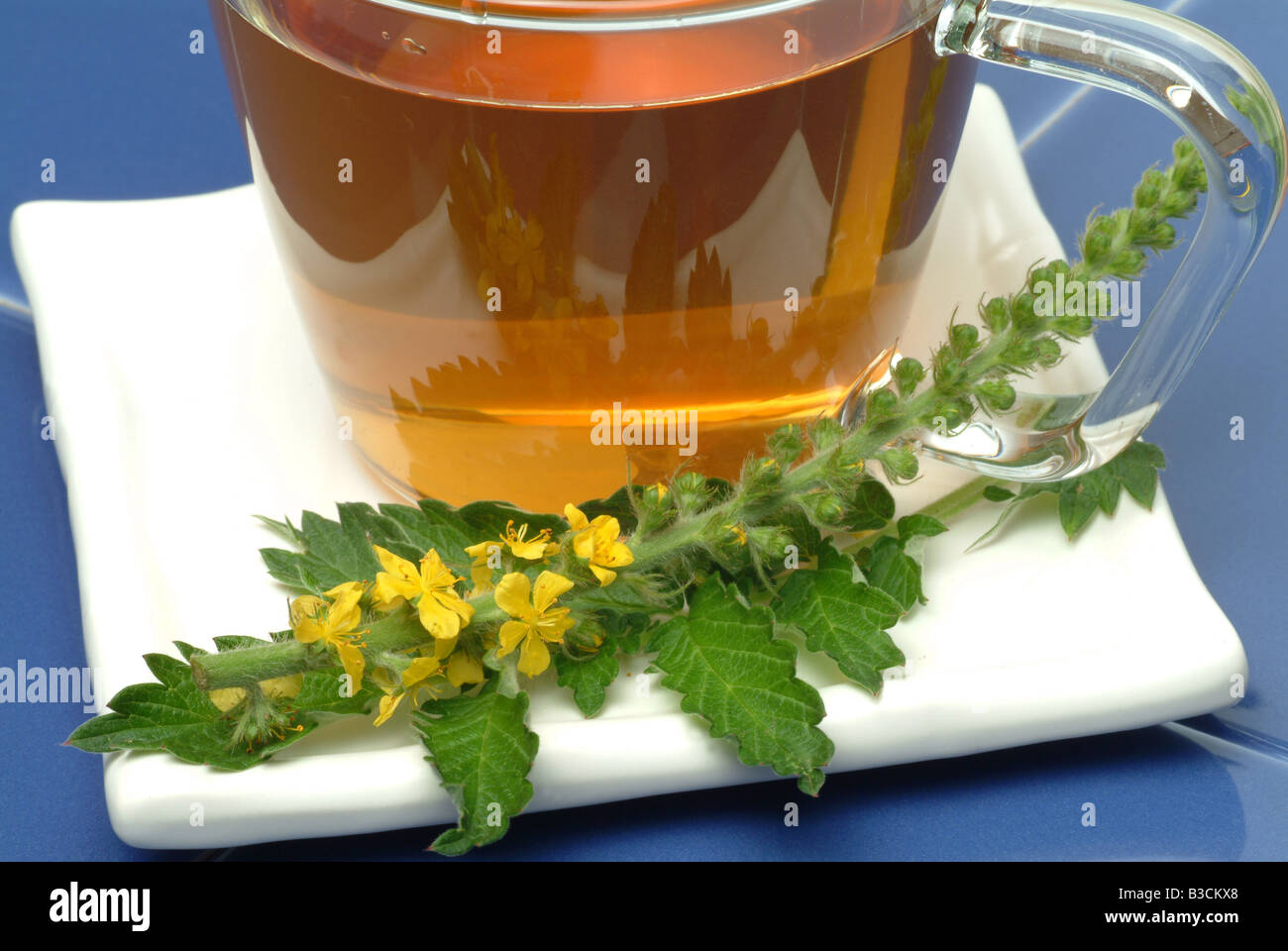 Aigremoine Agrimonia eupatoria commun Odermennig Eupatoria herbtea médicinales Banque D'Images