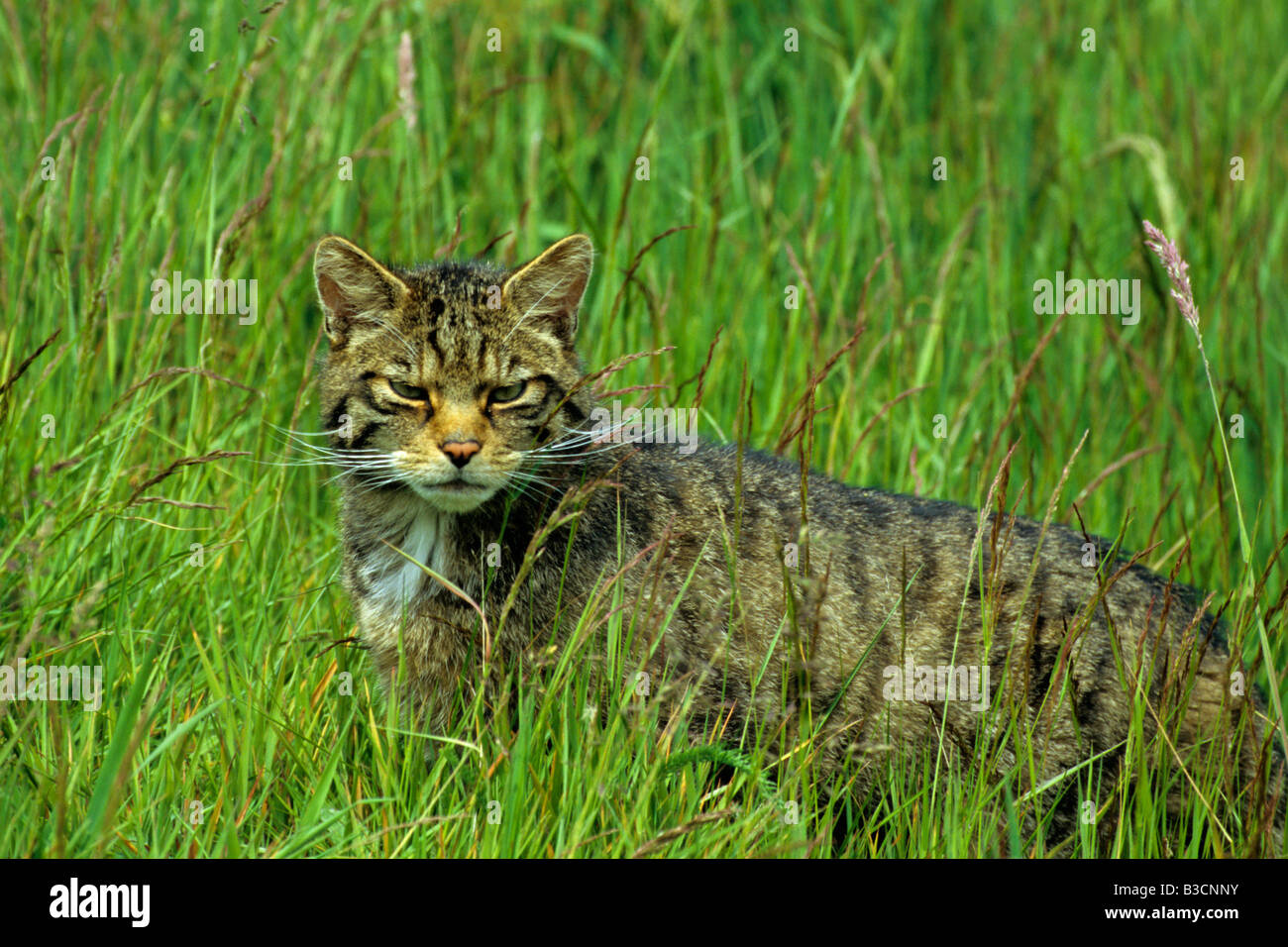 Scottish Chat sauvage Felis silvestris marchant à travers les herbes hautes dans le parc national de Cairngorm Le Highlkands Ecosse Banque D'Images