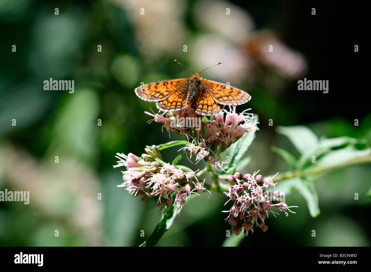 Brown fritillary butterfly Banque D'Images