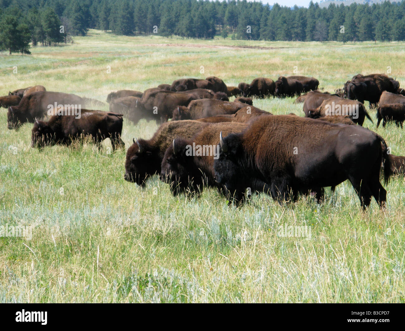 Bison dans Custer State Park et réserve de la faune dans les Black Hills, South Dakota, United States Banque D'Images