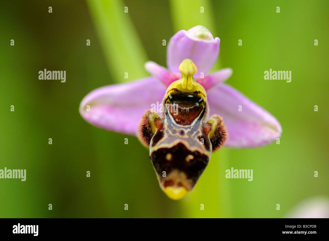 Orchid de Woodcock, Ophrys scolopax, Orchid terrestre, Auvergne, France Banque D'Images