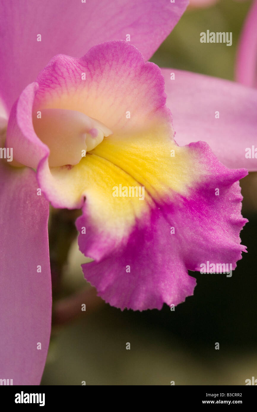 Orchidée hybride Banque D'Images