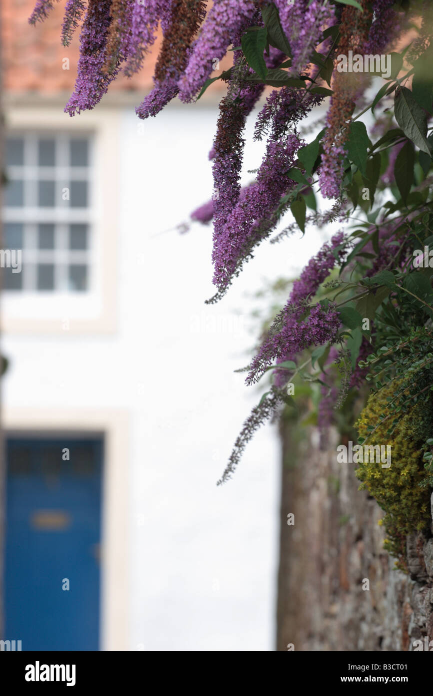 Un pigment de Bush à se répandre au jardin un mur dans le village pittoresque de Crail dans l'East Neuk de Fife. Banque D'Images