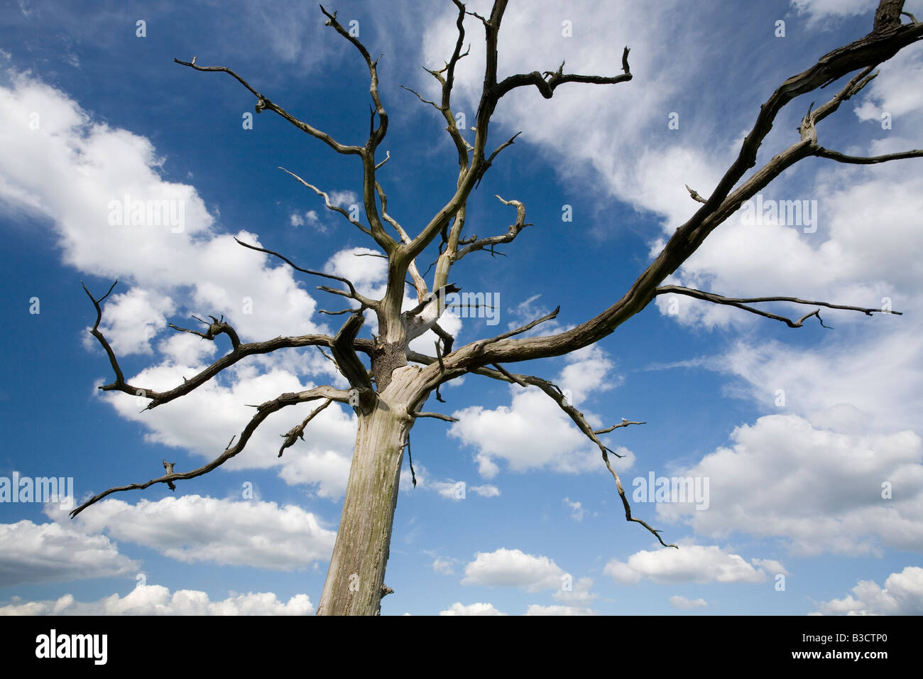 Low angle view of arbre mort contre un ciel d'été Banque D'Images