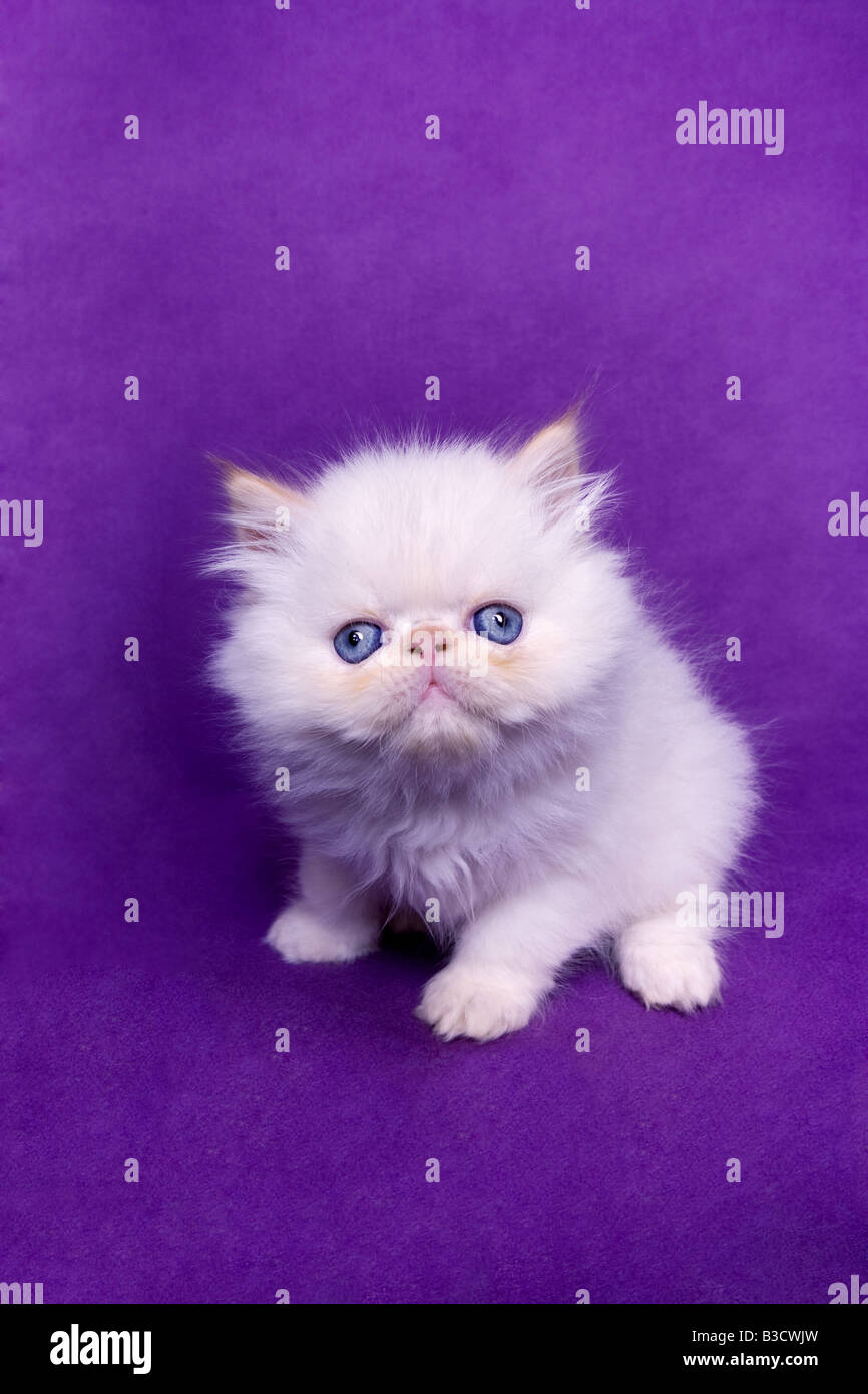 Blue Eyed Adorable Chaton Himalayen Flame Point Sur Fond Violet Pourpre Photo Stock Alamy Blue Eyed Adorable Chaton Himalayen Flame Point Sur Fond Violet Pourpre Photo Stock Alamy