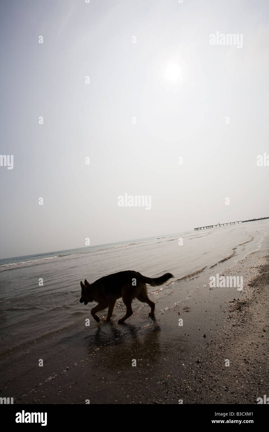 Chien en mer Banque D'Images