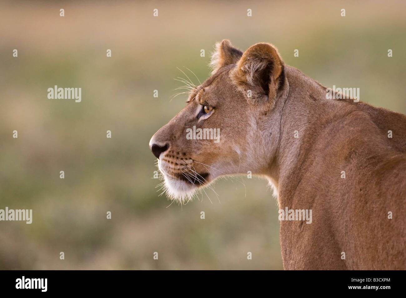 L'Afrique, Botswana, Lioness (Panthera leo) dans l'herbe regardant Banque D'Images